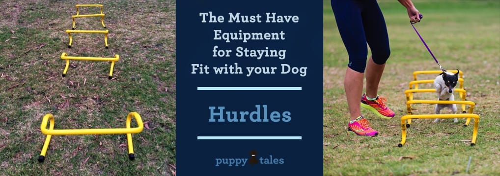 The Must Have Equipment for Staying Fit with Your Dog - Hurdles