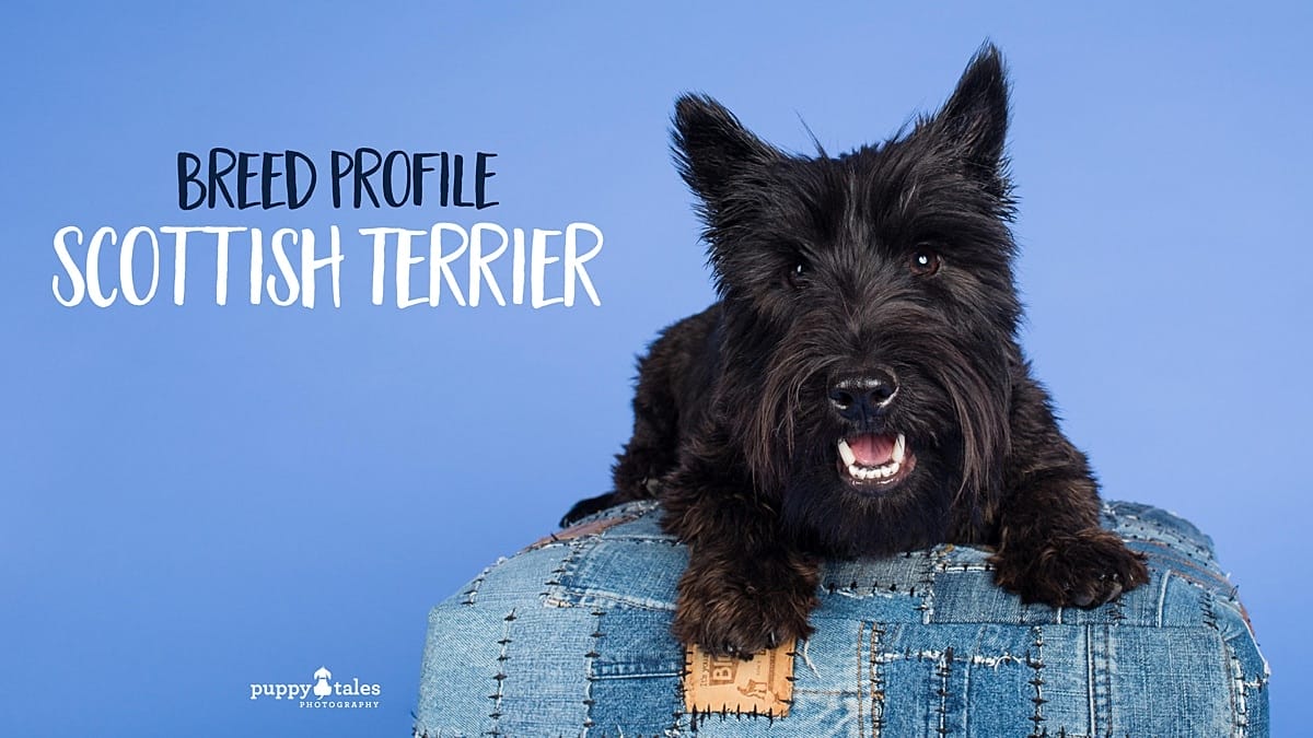 puppyTales Breed Profile Scottish Terrier Title Graphic