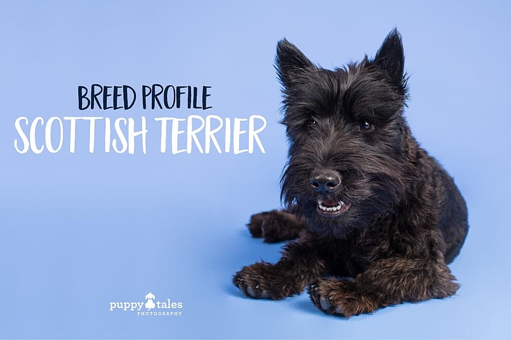 The Scottish Terrier Breed Overview by Kerry Martin