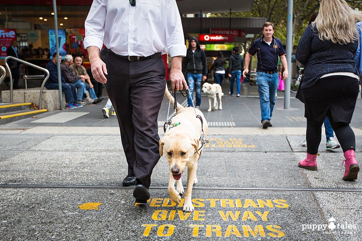 Access All Areas Experience with Guide Dogs Victoria