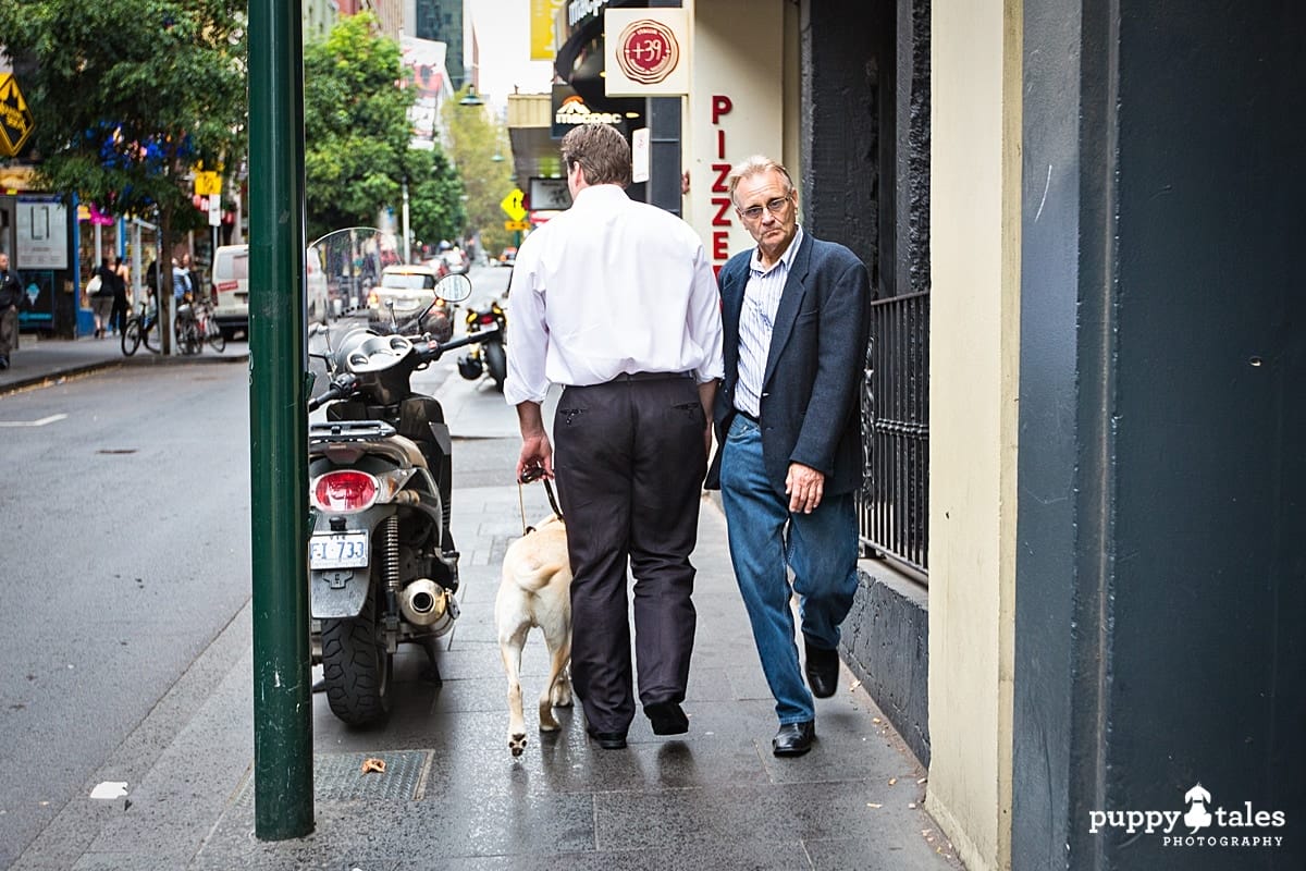 Ollie skillfully navigates David between sidewalk obstacles