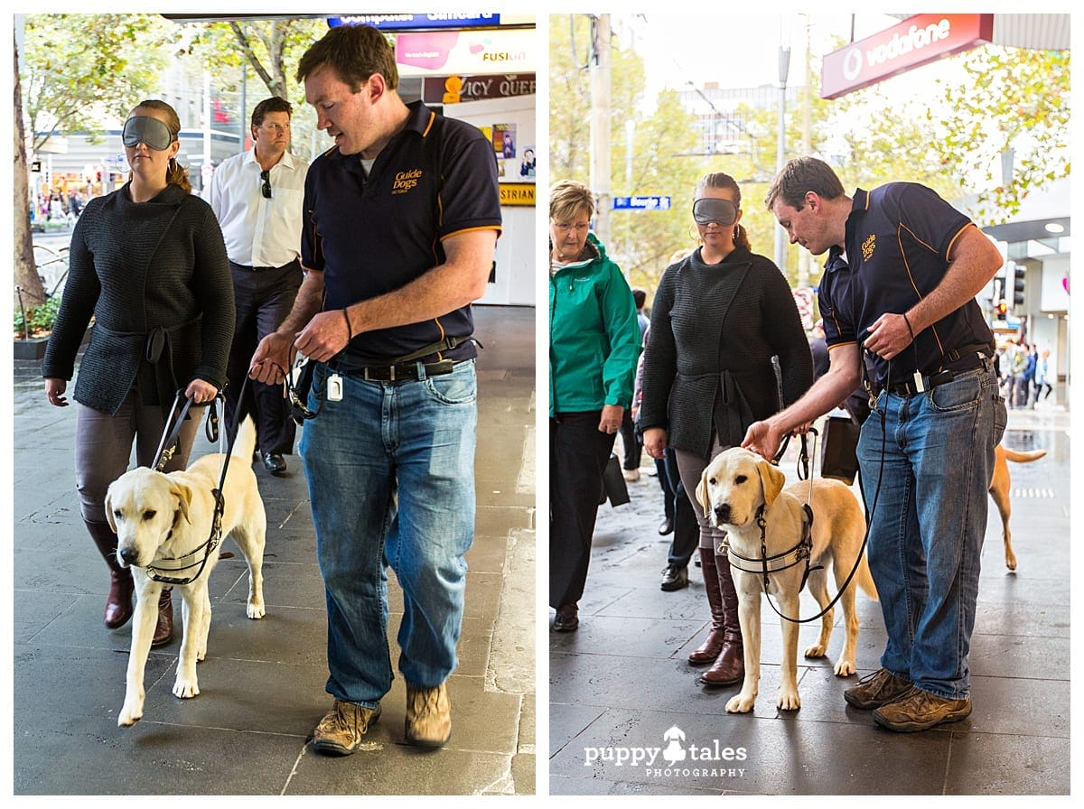 Learning how to work with a Guide Dog ~ Melbourne Access All Areas