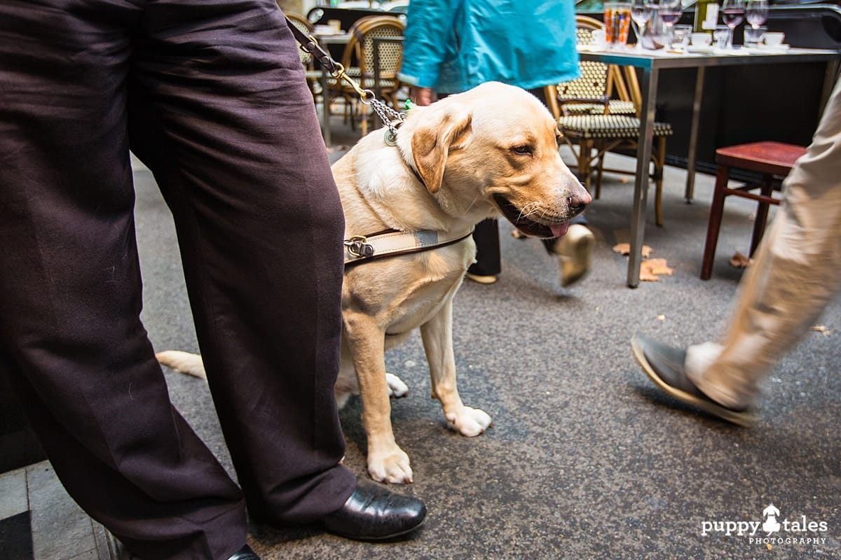 As a Guide Dog, Ollie, are legally are allowed just about everywhere