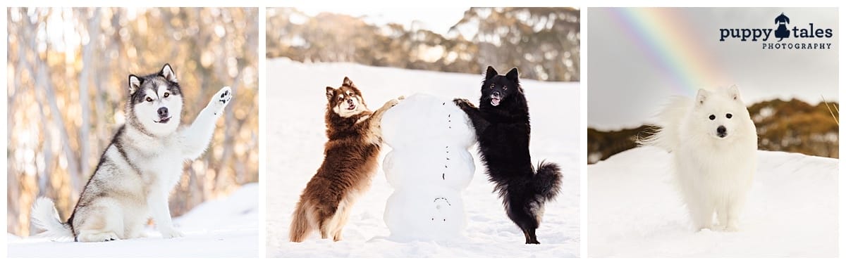puppytalesphotography snowdogs