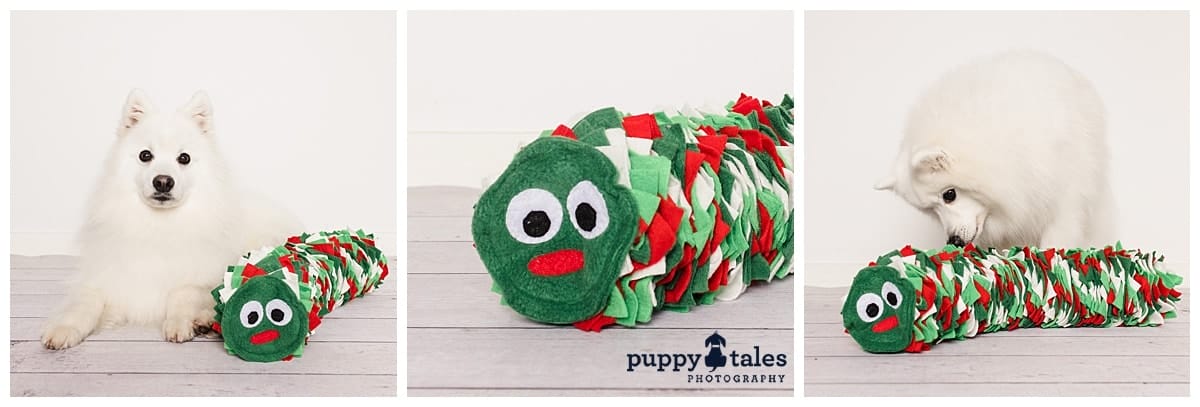 puppytalesphotography snufflepillar