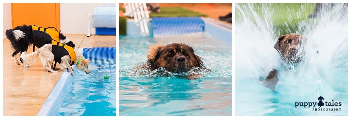 puppytalesphotography swimming at aquapaws