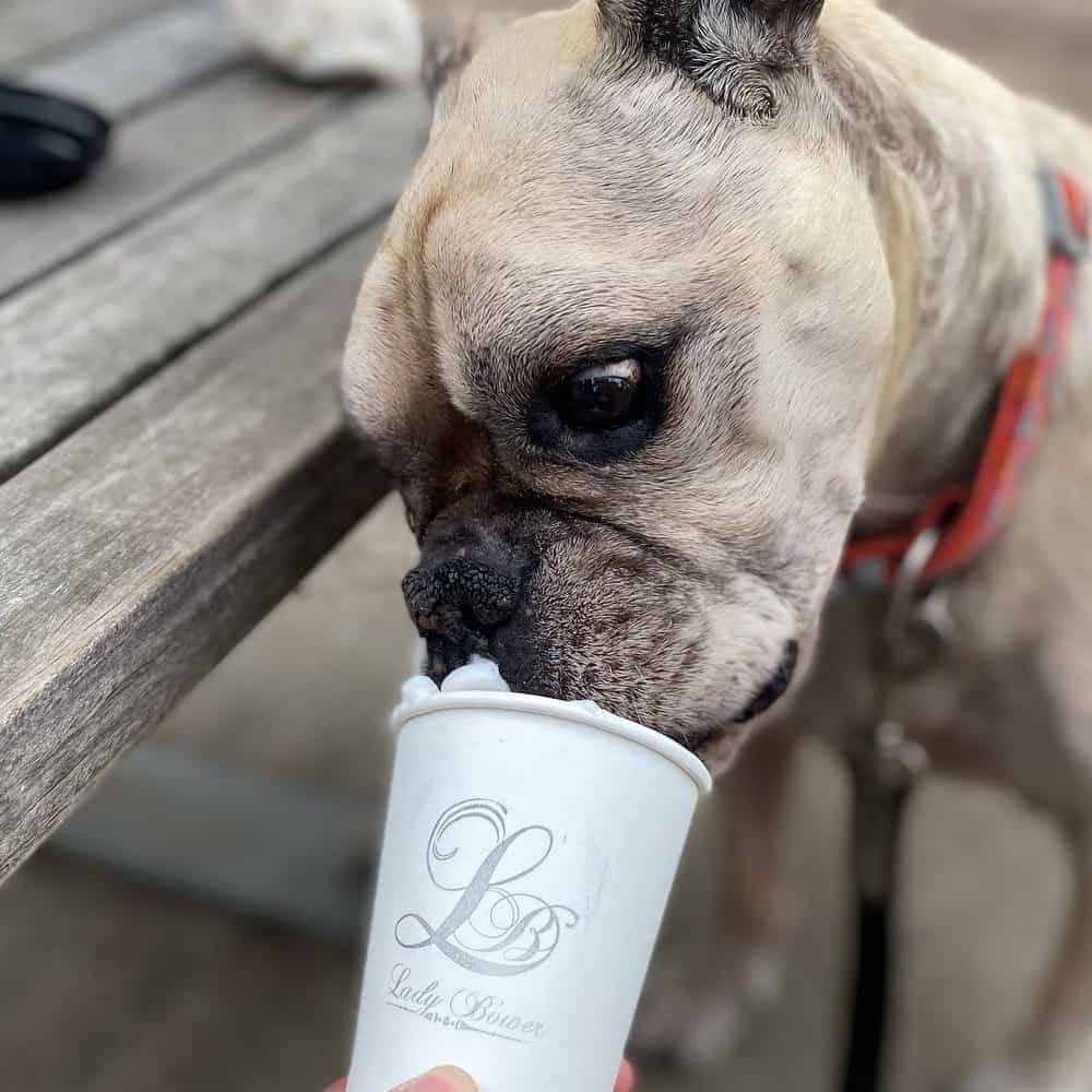 A small dog is seen drinking from a pup cup from a dog friendly cafe in Melbourne