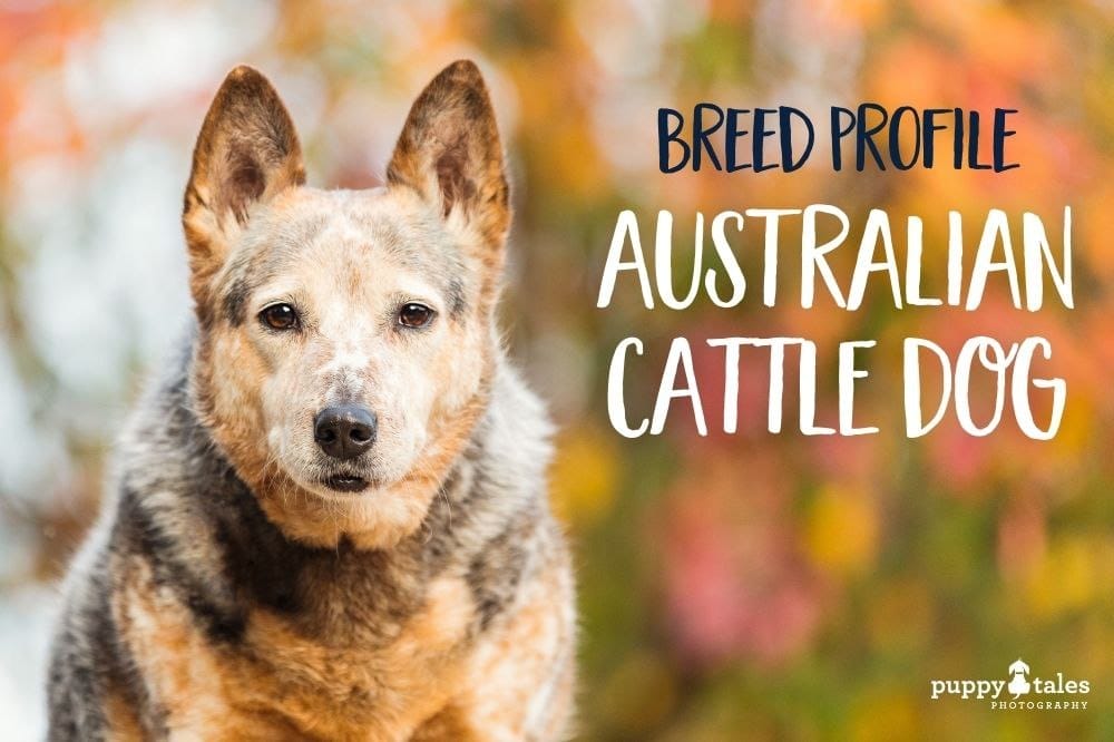 The Australian Cattle Dog Breed Overview by Kerry Martin