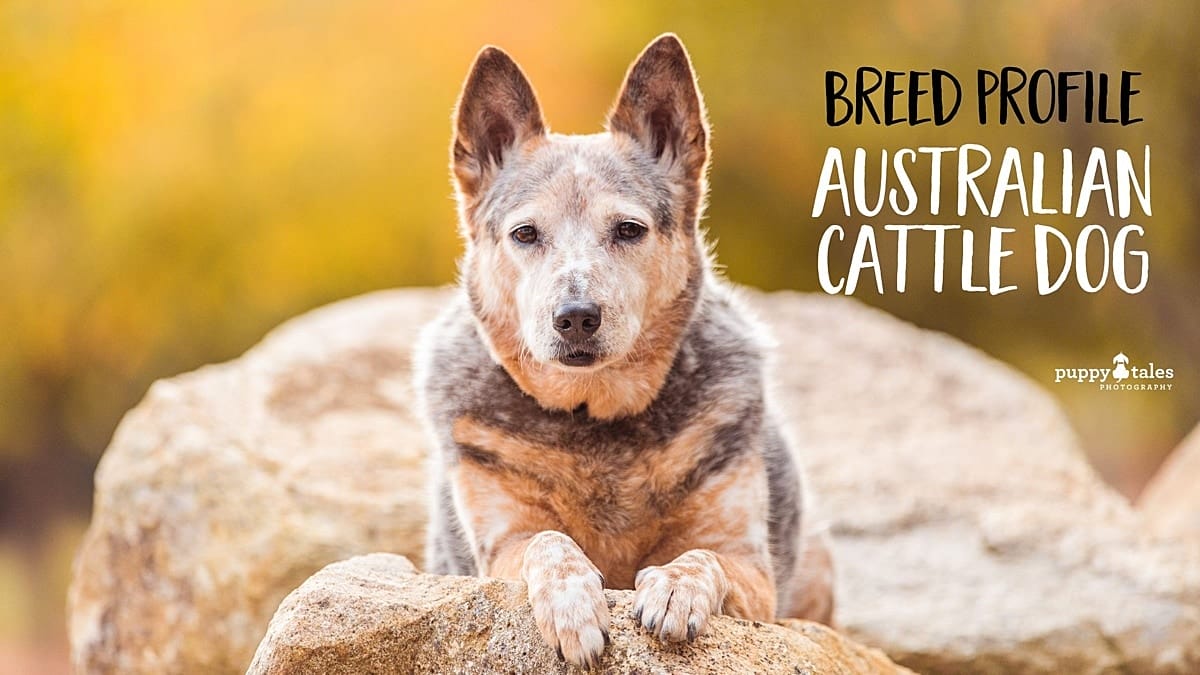 Breed Profile - Australian Cattle Dog on Puppy Tales