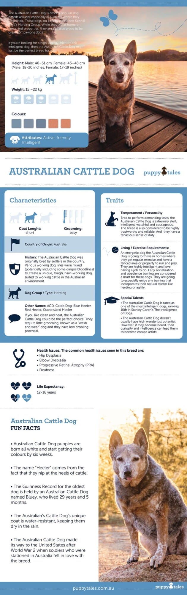 Breed Profile - All about the Australian Cattle Dog - Characteristics, Traits & Fun Facts