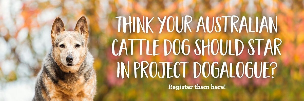 Do you have an Australian Cattle Dog You'd Love to have Photographed? Register them for Project Dogalogue!