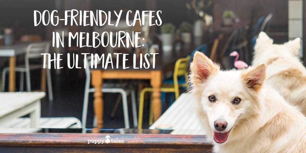 Two white dogs sitting in the outdoor dining area in a dog-friendly cafe in Melbourne
