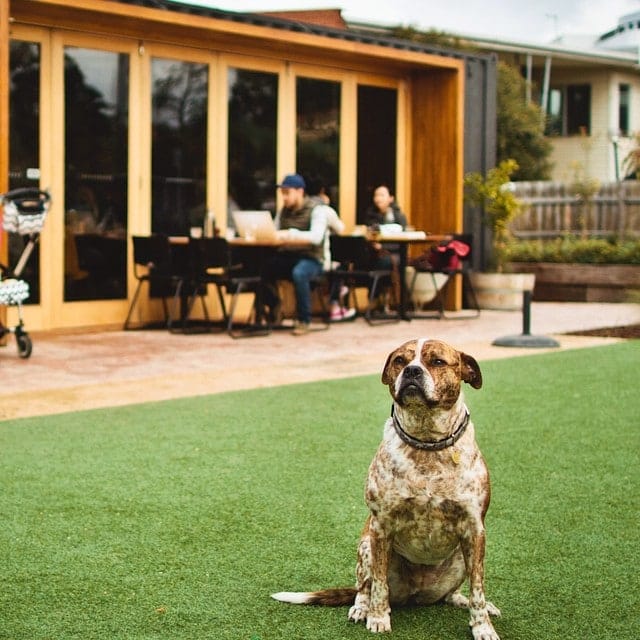 A happy pooch stands in the sun, surrounded by green grass in a dog-friendly brunch spot in Melbourne.
