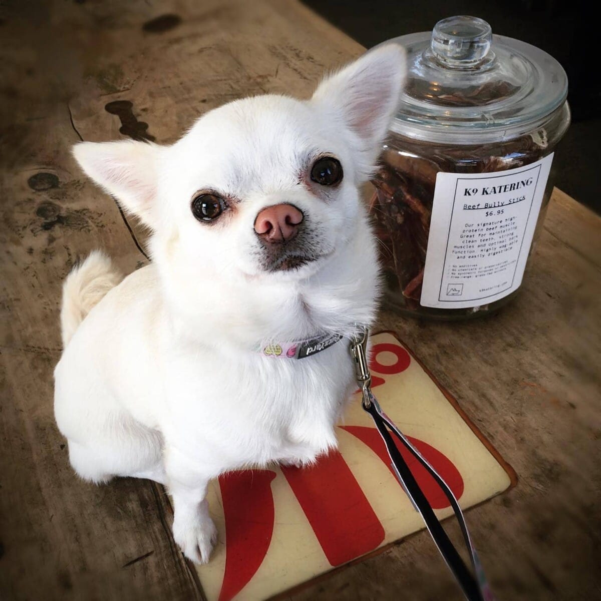 Close-up shot of a tiny and cute pup with big, adorable eyes looking up at the camera from its perch on a table in a dog-friendly brunch spot in Melbourne