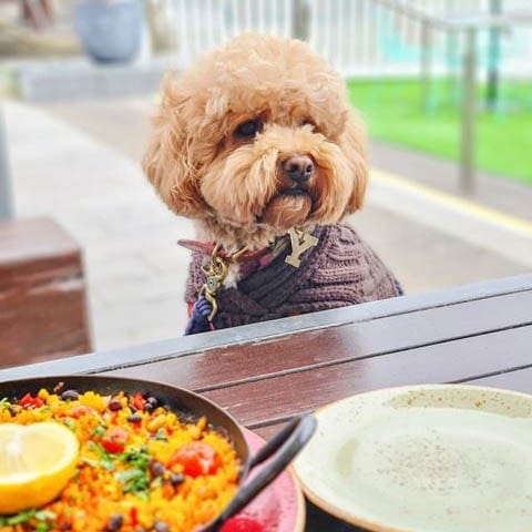 At a dog-friendly cafe in Melbourne, a small brown pup sits on the table in a photo that captures a memorable moment in the life of a furry companion