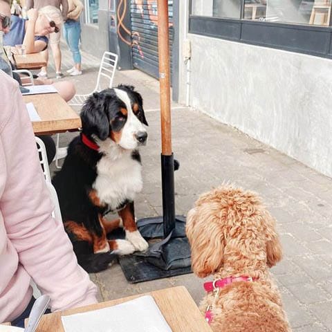 Two dogs of different breeds looking at each other while dining with their owner in a pet-friendly cafe in Melbourne. They are seated outside, surrounded by the beautiful atmosphere of the cafe