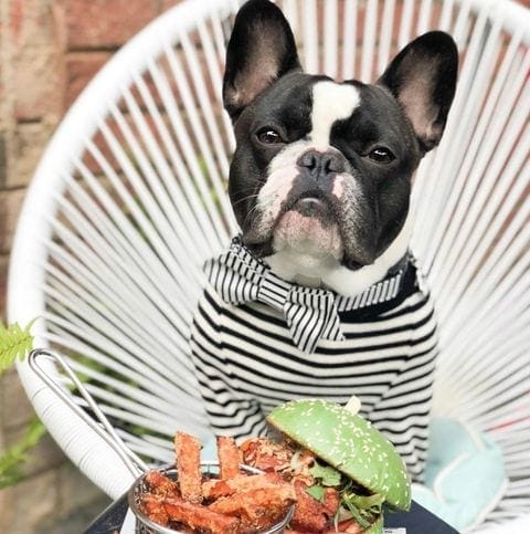 A small furry friend enjoys a cozy moment in a chic chair, with a spread of veggies in front of it at a pet-friendly cafe in Melbourne