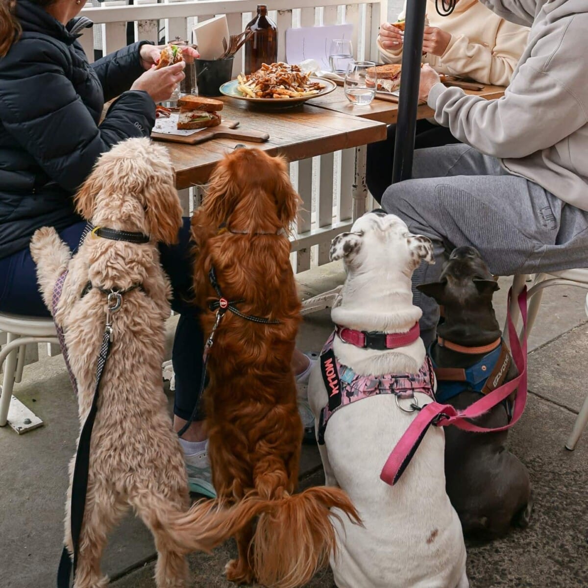 Three dogs getting up on the table of a pet friendly cafe in Melbourne with their owners sitting in one of the tables