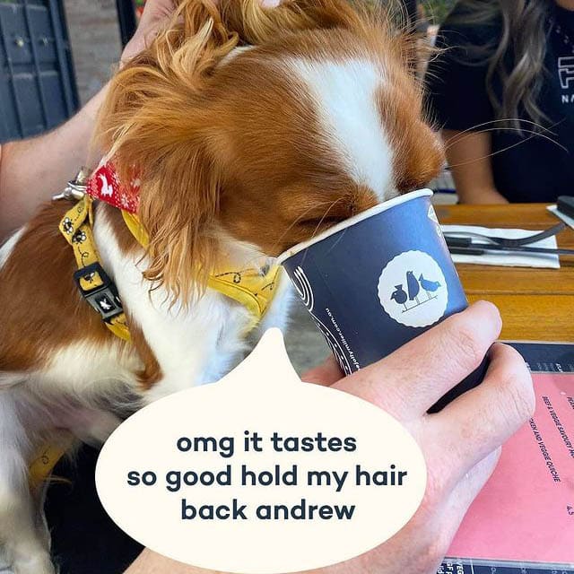 Owner letting dog drink from a pup cup from a dog friendly cafe in Melbourne