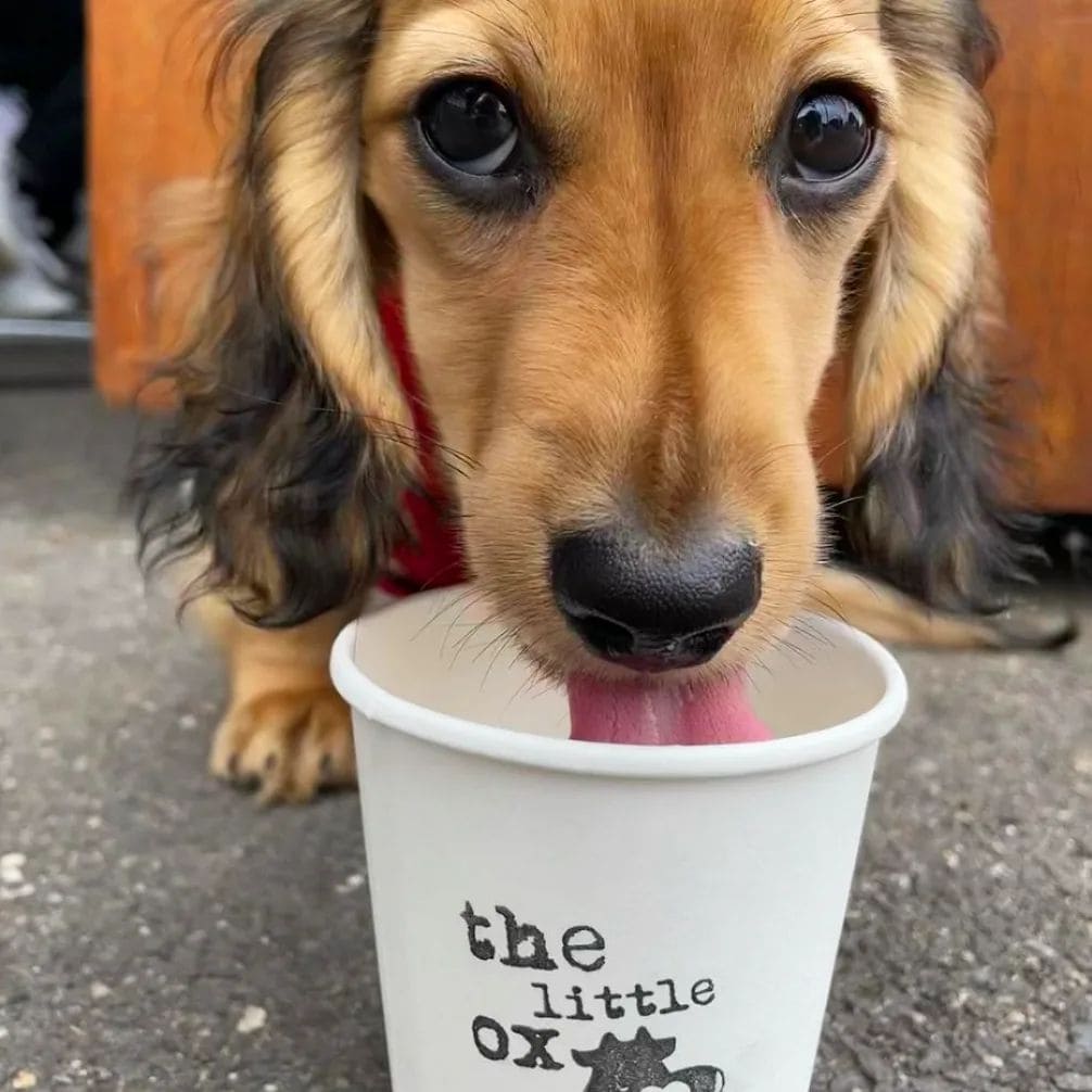 Dog licking from pup cup in a pet friendly cafe of Melbourne