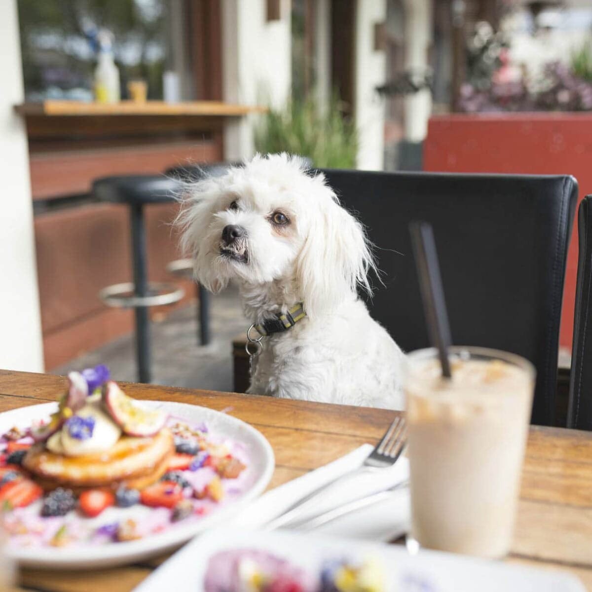 A small, white, fluffy dog sits at a table in a dog-friendly cafe in Melbourne, surrounded by a delicious breakfast spread and refreshing iced coffee.