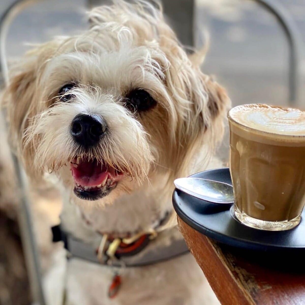 A white fluffy dog looks ready for its caffeine fix in this close-up photo taken in a dog-friendly brunch spot in Melbourne. The small dog is sitting at a table in one of the outdoor tables of the cafe.