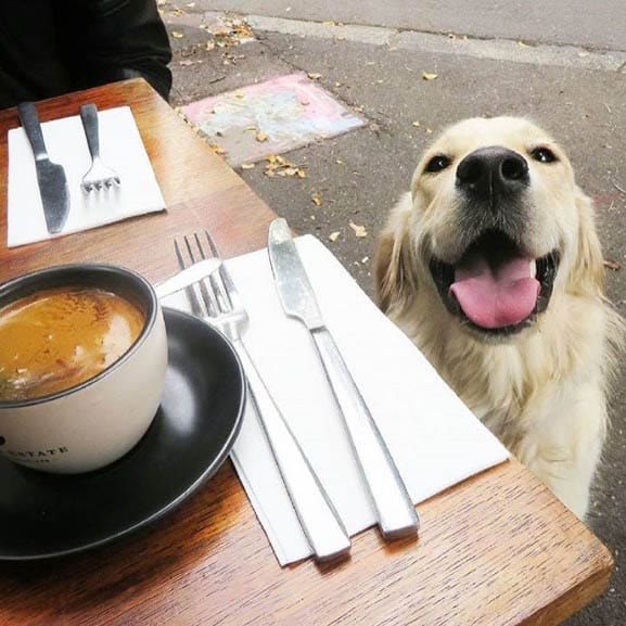 An adorable pup with a huge grin is enjoying brunch with its hooman in a dog-friendly brunch spot in Melbourne, complete with a cup of coffee for its owner