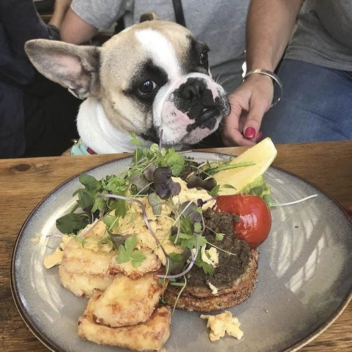 A well-behaved dog sits under a table at a dog-friendly cafe in Melbourne, its plate of food beside it.