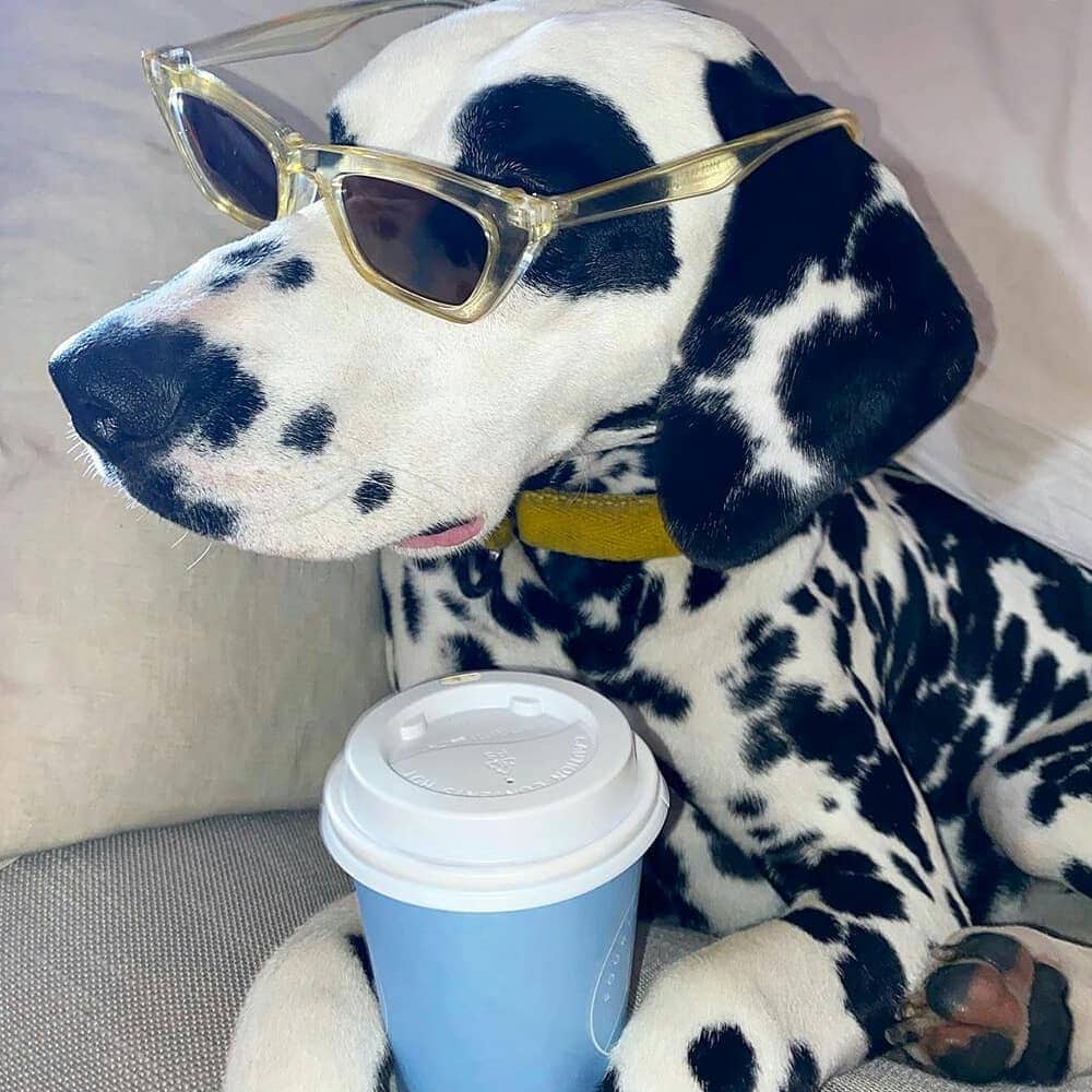 A stylish Dalmatian exudes sophistication as it relaxes on a comfortable sofa, holding a pupuccino in its paws while sporting a pair of trendy yellow sunglasses