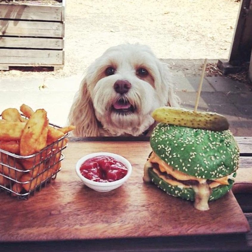 At a dog-friendly cafe in Melbourne, a small and cute pooch looks directly into the camera, with a tasty meal in front of the dog