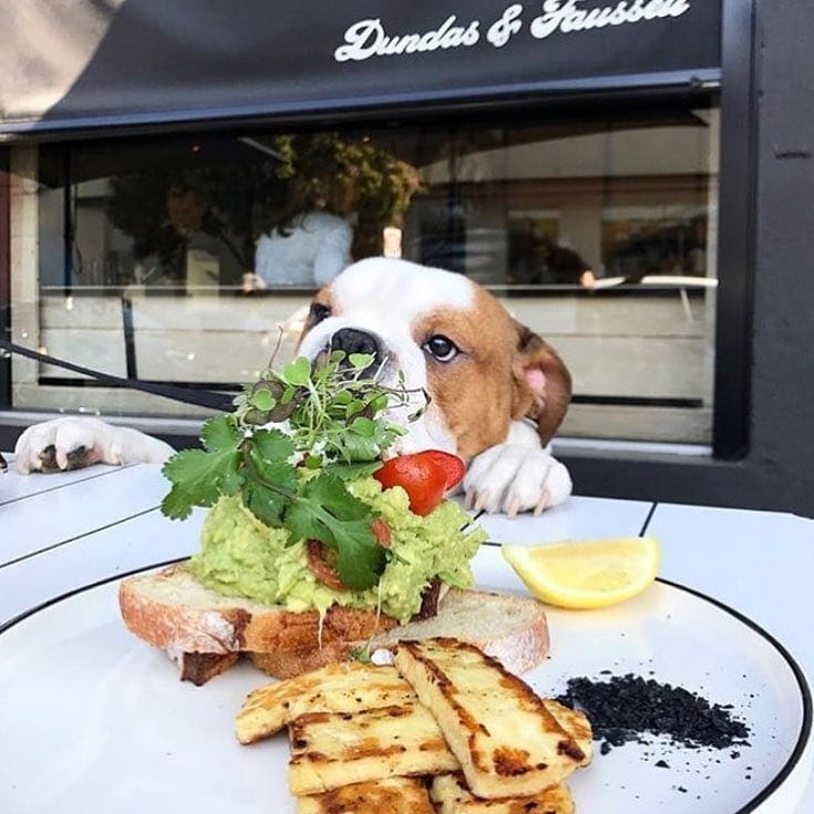 A sweet pup with its paws up on the table, eagerly anticipating some delicious food crafted with love for the humans in this dog-friendly cafe in Melbourne