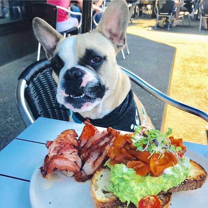 This adorable pup is pictured with delicious food served at this dog-friendly cafe in Melbourne