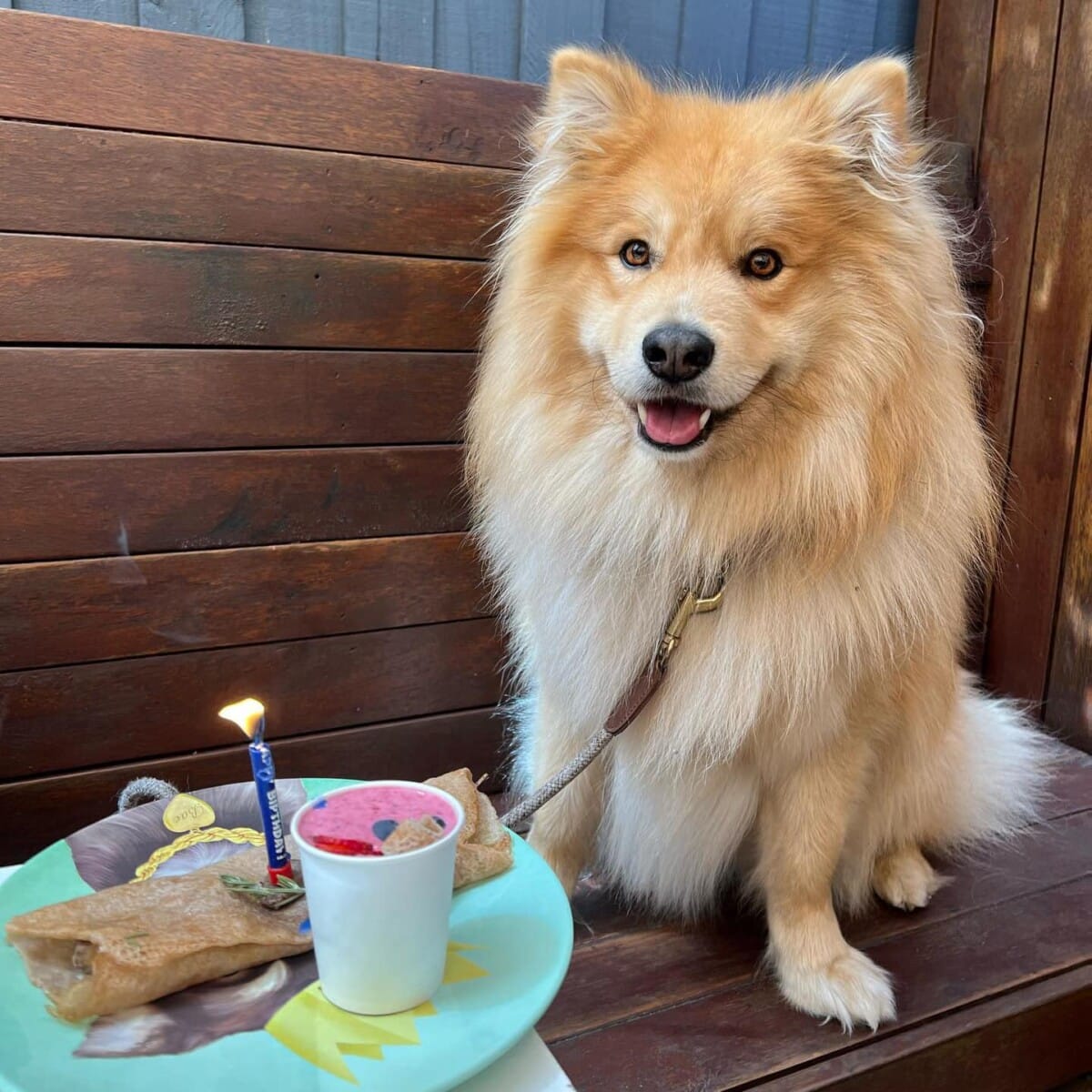 A medium-sized brown fluffy dog celebrates its birthday in style at a dog-friendly cafe in Melbourne, with a small birthday cake made just for the furry birthday companion
