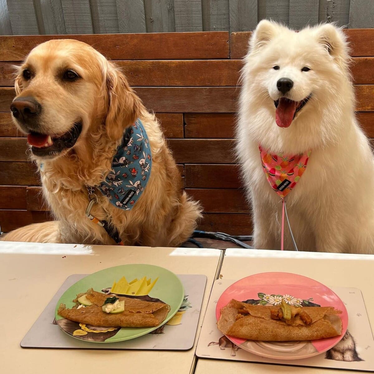 Two furry friends about to munch on delicious food from the dog menu at their local dog-friendly cafe in Melbourne. The perfect spot for some quality pup time!