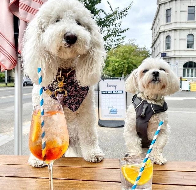In a dog-friendly lunch spot in Melbourne, two white fluffy dogs sit with their paws on the table as their hoomans savor refreshing drinks on the table
