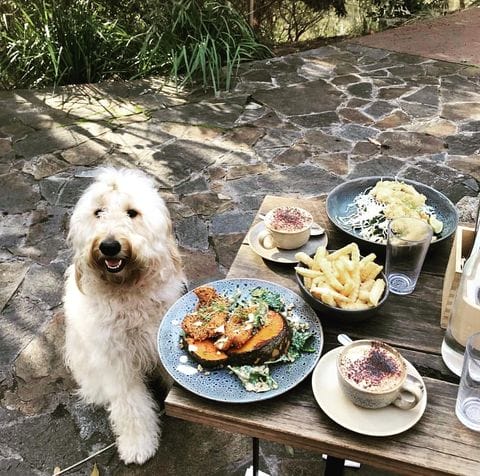 In a dog-friendly cafe in Melbourne, a white fluffy dog sits comfortably beside the table. There are also plates of delicious food for its hoomans on top of the table