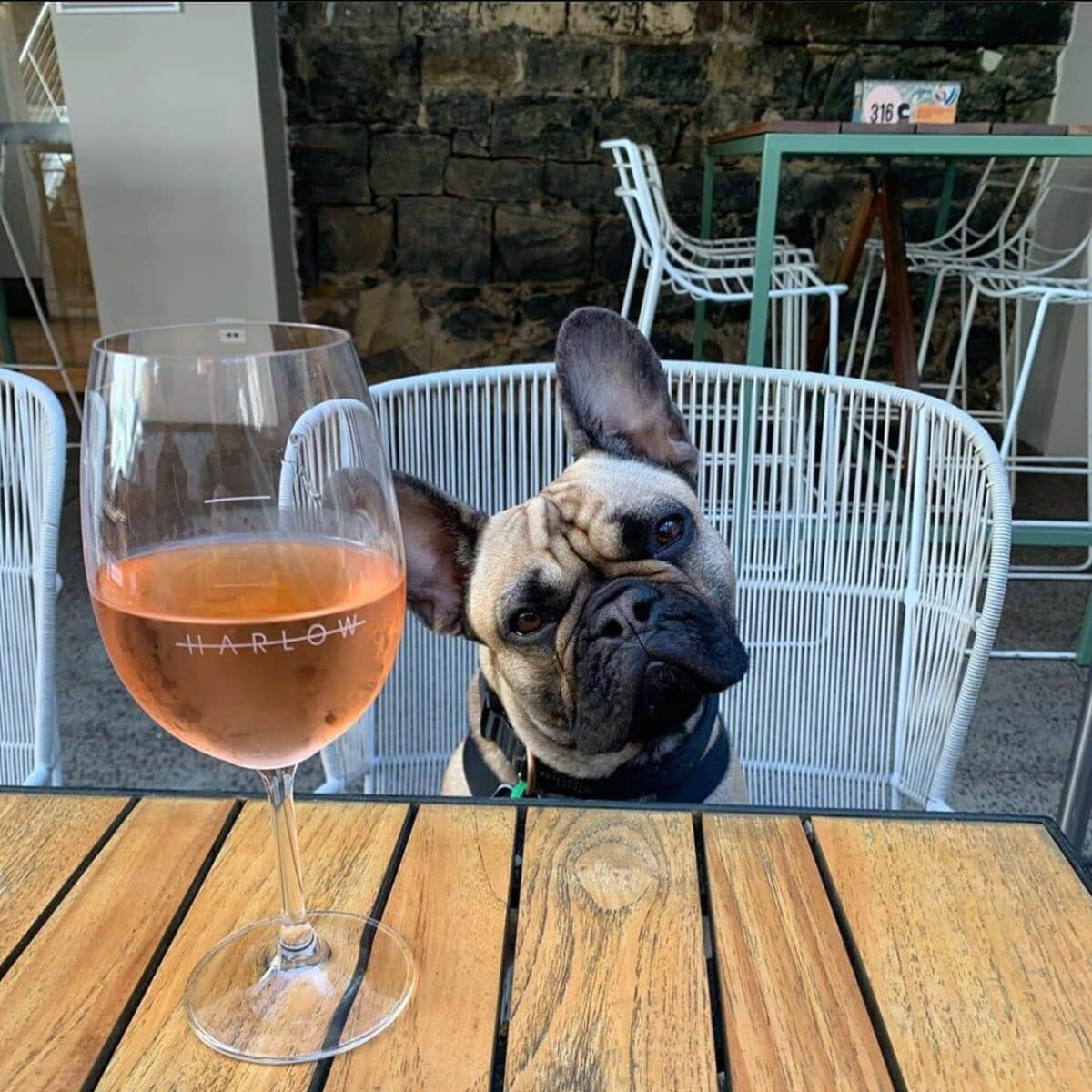 A cute dog tilts its head as it sits at a table in a dog-friendly cafe in Melbourne. the pup looks to be contemplating the drink