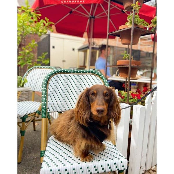 Dog sitting in one of the dog friendly restaurants in Melbourne's chairs as it poses for the camera