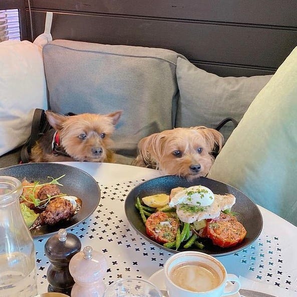 Two cute and furry canines cozily longue on a couch in a pet friendly location in Melbourne, as their owners dine on delicious food at the table.