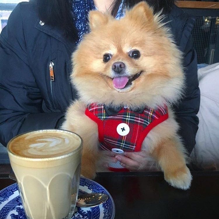 A little ball of fluff takes center stage as its proud owner cradles it in their arms at this pet-friendly brunch spot in Melbourne