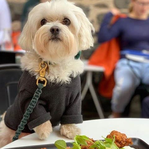 A precious pup is sitting atop a table with both paws on it at a pet friendly brunch location in Melbourne, giving the camera a curious look.