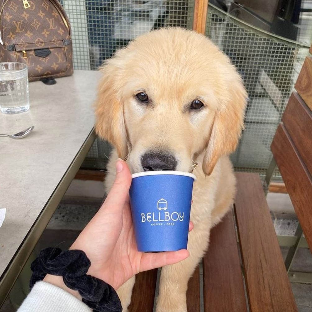 An owner offers her dog a sip from a pup cup at a dog-friendly cafe in Melbourne, where dogs are welcome to join in the dining experience.