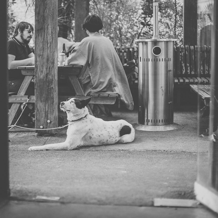 A black and white image captures a dog and its owners seated outside at a dog-friendly cafe in Melbourne. The group enjoy a peaceful moment in the bustling city