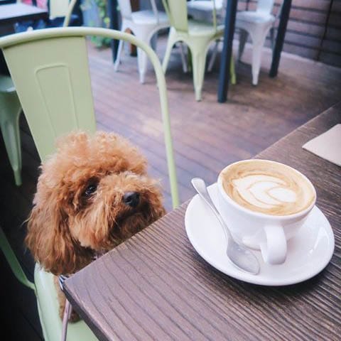 A cute little pup having a paw-some time at this awesome dog-friendly cafe in Melbourne. It's sitting as still can be, waiting for its human to join so they can have their coffee break together