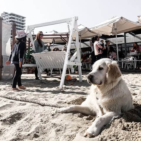 Dog chilling on the sand in this pet friendly lunch spot in Melbourne with a view of the seats in the background