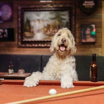 A cheerful dog with sparkling eyes looks directly at the camera while standing on its hind legs, placing its paws on the green pool table at a pet-friendly place in Melbourne