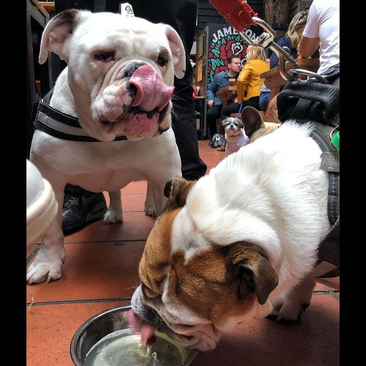 Two furry friends lounge in a pet-friendly place in Melbourne. One stands watch while the other quenches its thirst with a drink from a water bowl