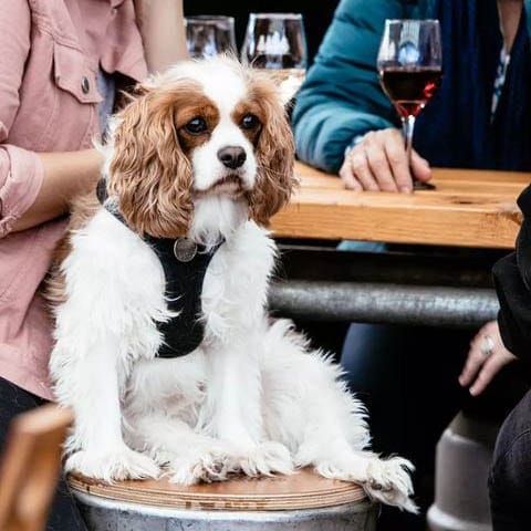 Dog sitting on a stool in a pet friendly restaurant in Melbourne with a group of people in the background