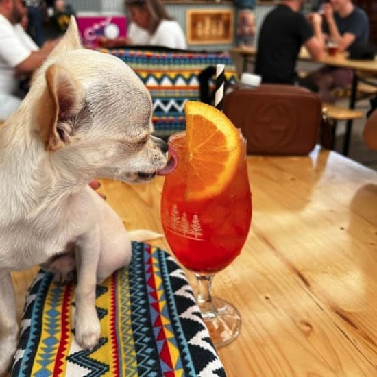 Dog on top of table of this pet friendly restaurant in Melbourne and trying to smell the cocktail drink in front of it