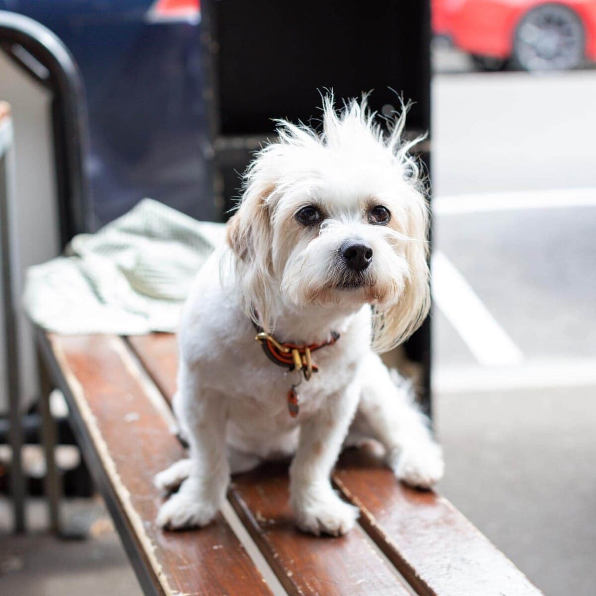 White dog sitting on the bench of this dog cafe around Melbourne